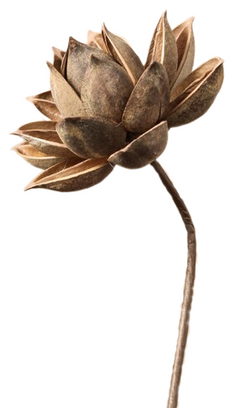 Aesthetic dried flower